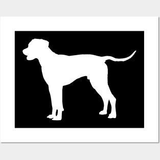 Rhodesian Ridgeback White Posters and Art